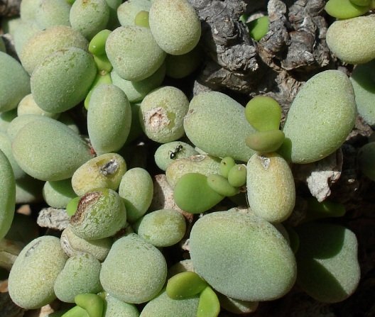 Portulacaria pygmaea ant on the green